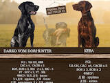Собаки, щенки Немецкая гладкошерстная легавая, цена 9800 Грн., Фото