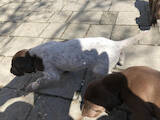 Собаки, щенята Німецька гладкошерста лягава, ціна 9800 Грн., Фото