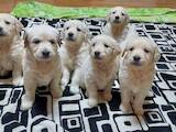 Собаки, щенки Золотистый ретривер, цена 9000 Грн., Фото