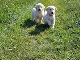 Собаки, щенята Золотистий ретрівер, ціна 9000 Грн., Фото