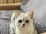 Кошки, котята Разное, цена 5000 Грн., Фото