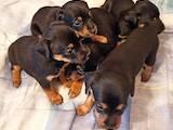 Собаки, щенки Карликовый пинчер, цена 1000 Грн., Фото