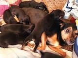 Собаки, щенята Карликовий пінчер, ціна 1000 Грн., Фото