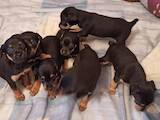 Собаки, щенки Карликовый пинчер, цена 1000 Грн., Фото