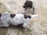 Собаки, щенята Німецька гладкошерста лягава, ціна 2000 Грн., Фото