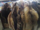 Собаки, щенки Ягдтерьер, цена 2000 Грн., Фото