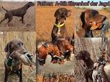 Собаки, щенята Німецька гладкошерста лягава, ціна 15000 Грн., Фото