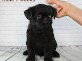 Собаки, щенки Бельгийский гриффон, цена 32400 Грн., Фото