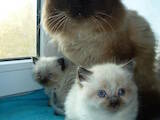 Кошки, котята Невская маскарадная, цена 2500 Грн., Фото
