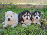 Собаки, щенки Сибирский хаски, цена 2600 Грн., Фото