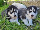 Собаки, щенки Сибирский хаски, цена 2600 Грн., Фото
