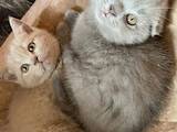 Кошки, котята Британская короткошерстная, цена 1800 Грн., Фото