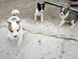 Собаки, щенки Русско-Европейская лайка, цена 1000 Грн., Фото