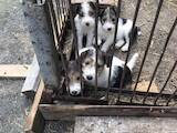 Собаки, щенки Жесткошерстный фокстерьер, цена 3000 Грн., Фото