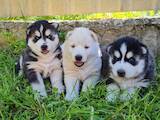 Собаки, щенки Сибирский хаски, цена 2000 Грн., Фото