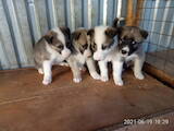Собаки, щенки Западно-Сибирская лайка, цена 1500 Грн., Фото