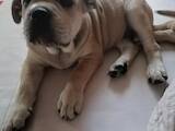 Собаки, щенята Мальоркскій бульдог (Ка Де Бо), ціна 6000 Грн., Фото