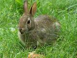Тваринництво,  Сільгосп тварини Кролики, Нутрії, ціна 2500 Грн., Фото