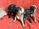 Собаки, щенята Французький бульдог, ціна 7000 Грн., Фото