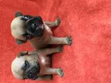 Собаки, щенята Французький бульдог, ціна 7000 Грн., Фото