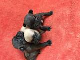 Собаки, щенки Французский бульдог, цена 7000 Грн., Фото