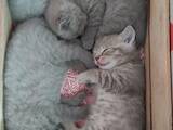 Кошки, котята Шотландская вислоухая, цена 1000 Грн., Фото