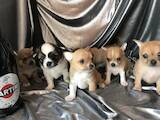 Собаки, щенки Чихуа-хуа, цена 5000 Грн., Фото