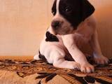 Собаки, щенки Английский пойнтер, цена 8000 Грн., Фото