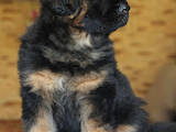 Собаки, щенки Немецкая овчарка, цена 13000 Грн., Фото