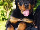 Собаки, щенята Ротвейлер, ціна 10000 Грн., Фото