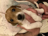 Собаки, щенята Джек Рассел тер'єр, ціна 13000 Грн., Фото