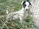 Собаки, щенята Джек Рассел тер'єр, ціна 5000 Грн., Фото