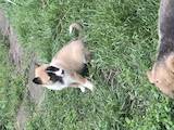 Собаки, щенки Западно-Сибирская лайка, цена 1 Грн., Фото