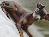 Собаки, щенята Російський гладкошерстий тойтерьер, ціна 8000 Грн., Фото