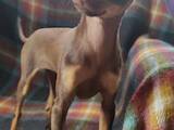 Собаки, щенки Русский гладкошерстный тойтерьер, цена 8000 Грн., Фото
