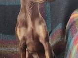Собаки, щенята Російський гладкошерстий тойтерьер, ціна 8000 Грн., Фото