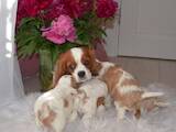 Собаки, щенята Кавалер-кинг-чарльз спаніель, ціна 50000 Грн., Фото