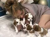 Собаки, щенки Кавалер-Кинг-Чарльз спаниель, цена 50000 Грн., Фото
