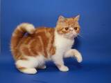 Кішки, кошенята Екзотична короткошерста, ціна 27500 Грн., Фото