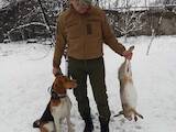 Собаки, щенки Эстонская гончая, цена 2000 Грн., Фото