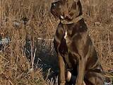 Собаки, щенята Кане Корсо, ціна 13500 Грн., Фото