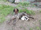 Собаки, щенята Німецька жорсткошерста лягава, ціна 1500 Грн., Фото