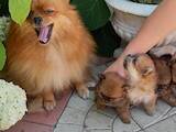 Собаки, щенята Померанський шпіц, ціна 11000 Грн., Фото