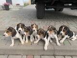 Собаки, щенки Эстонская гончая, цена 2700 Грн., Фото