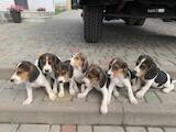 Собаки, щенки Эстонская гончая, цена 2700 Грн., Фото