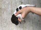 Собаки, щенки Немецкая гладкошерстная легавая, цена 1200 Грн., Фото