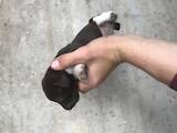 Собаки, щенята Німецька гладкошерста лягава, ціна 1200 Грн., Фото