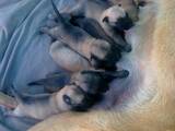 Собаки, щенки Бельгийская овчарка (Малинуа), цена 4000 Грн., Фото
