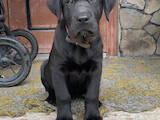 Собаки, щенята Лабрадор ретрівер, ціна 4500 Грн., Фото