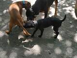 Собаки, щенята Джек Рассел тер'єр, ціна 15000 Грн., Фото